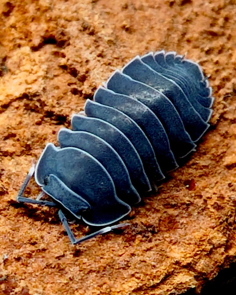 Black Hole Isopod, (Merulanella sp. "Black Hole") - Richard’s Inverts