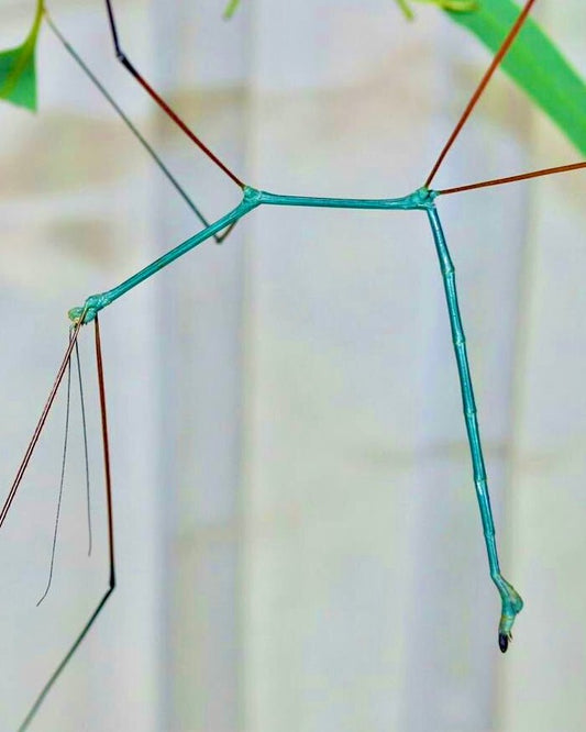 Blue Stick Insect, (Ramulus nematodes "Blue") - Richard’s Inverts