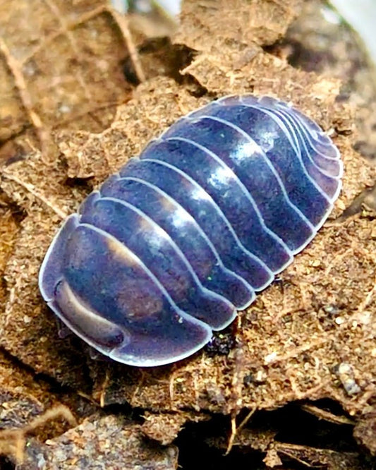 ⨂ Blue Whale Isopod, (Cubaris sp. "Blue Whale") - Richard’s Inverts