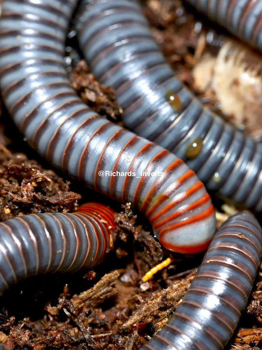 Borneo Rainbow Millipede, (Aulacobolus sp. "Borneo") - Richard’s Inverts