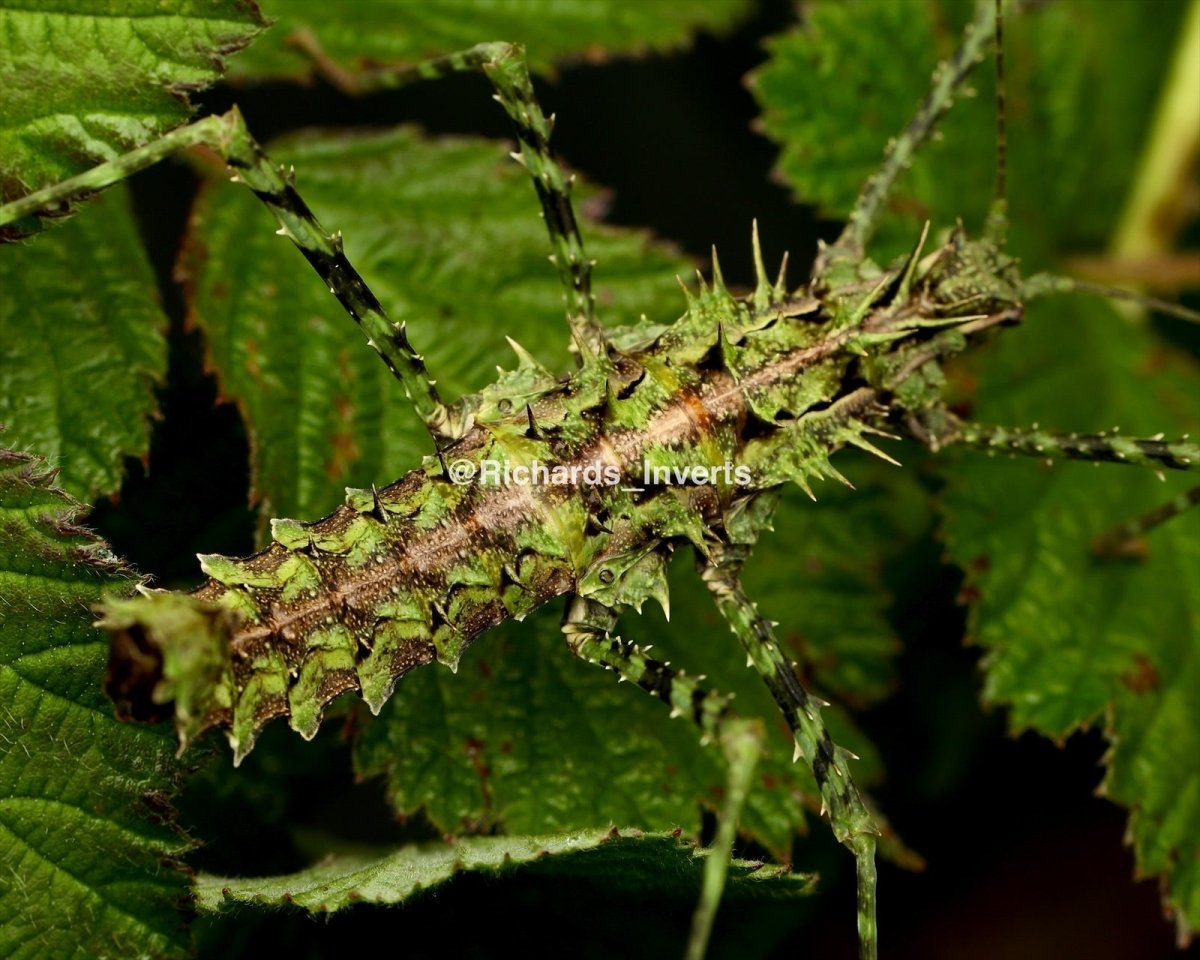 Brock's Spiny Stick Insect, (Brockphasma spinifemoralis "Bach Ma") - Richard’s Inverts