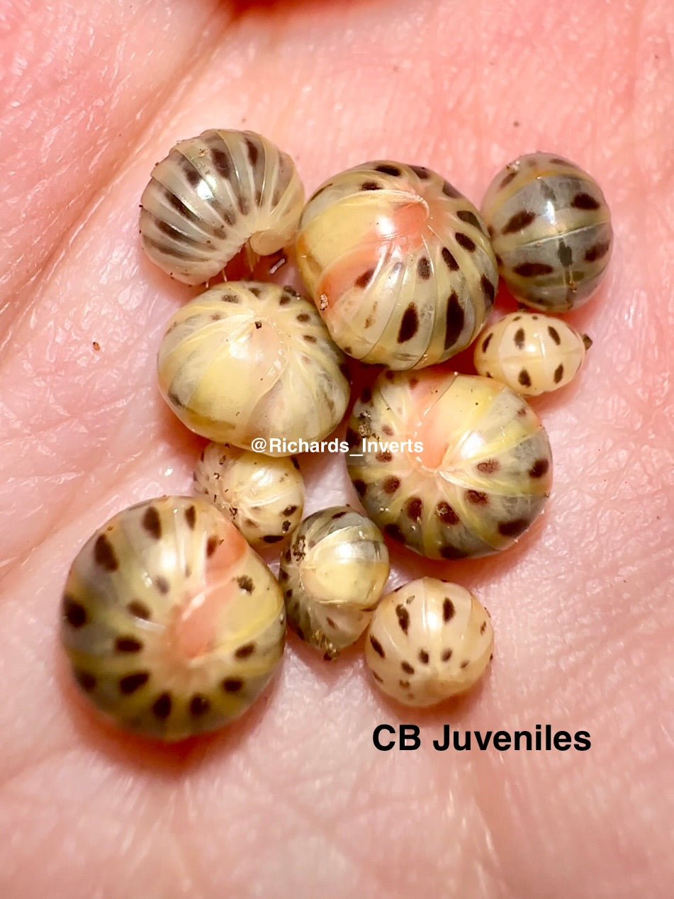 ⨂ *BULK* Candy Ball Millipede "Strawberry", (Rhopalomeris sp. "Strawberry") - Richard’s Inverts