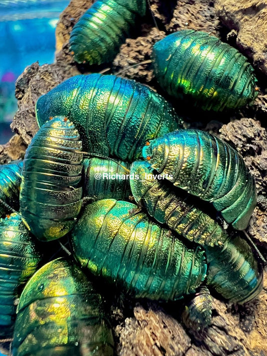 BULK - Emerald Cockroach, (Pseudoglomeris magnifica) - Richard’s Inverts