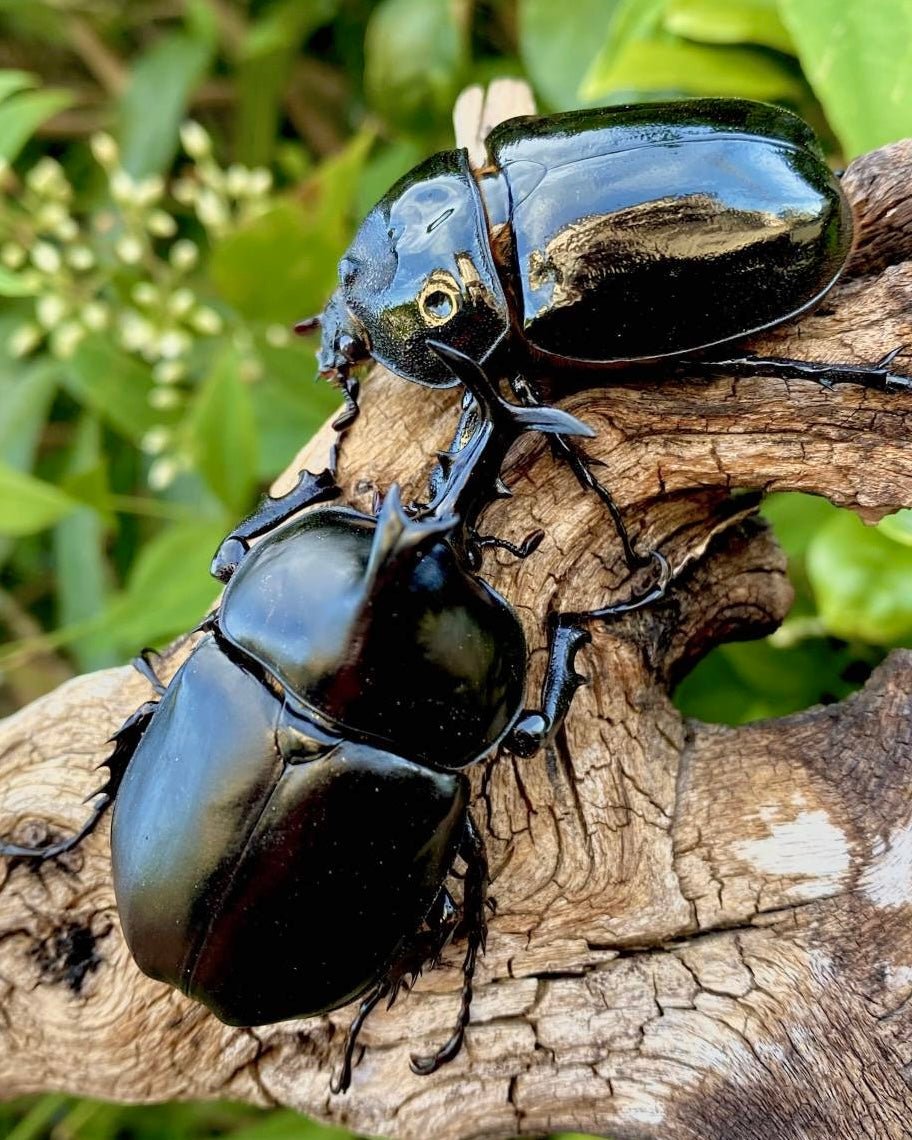 ⨂ BULK Larvae - Barbed Rhino Beetle, (Xyloscoptes davidi) - Richard’s Inverts