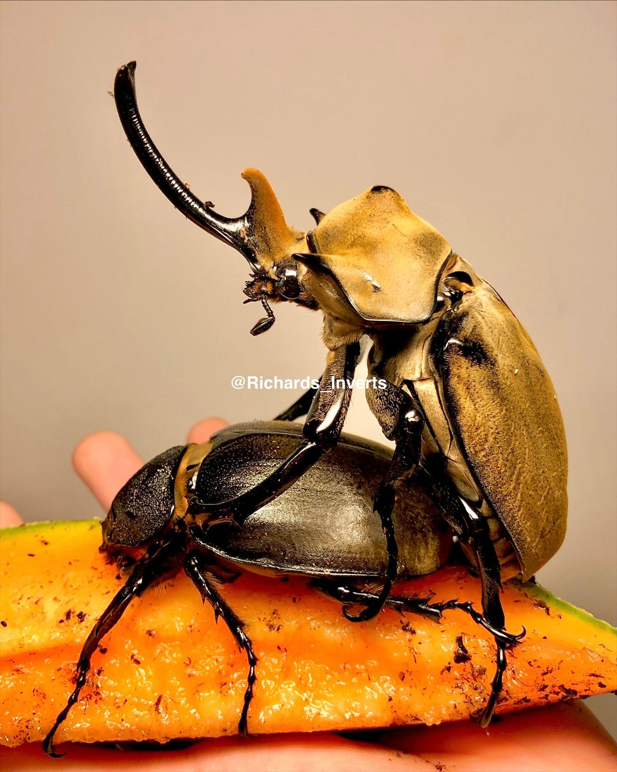 ⨂ BULK Larvae - Elephant Rhino Beetle, (Megasoma elephas) - Richard’s Inverts