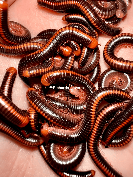 ⨂ *BULK* Red Spined Millipede, (Xenobolus carnifex) - Richard’s Inverts