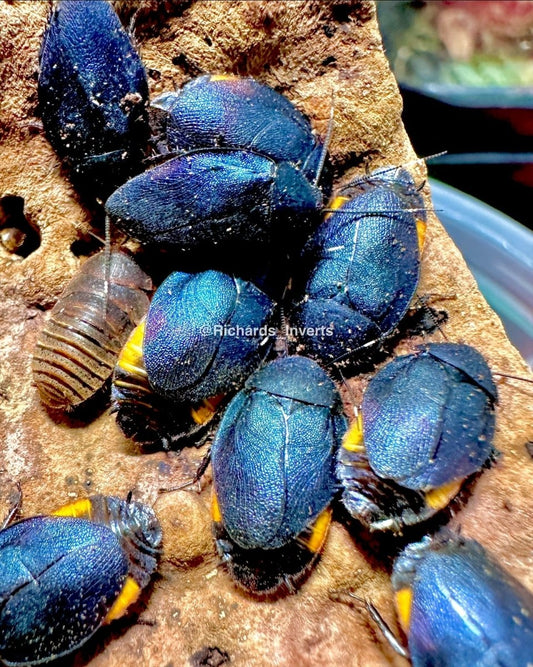 BULK Sapphire Flower Roach, (Eucorydia yasumatsui) - Richard’s Inverts