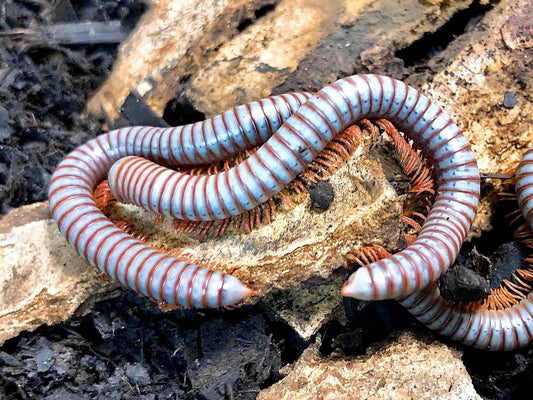 *BULK* Violet Rainbow Millipede, (Atopochetus caudulanus) - Richard’s Inverts