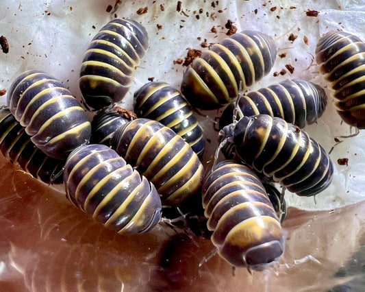Bumblebee Isopod, (Armadillidium badium "Casteldaccia") - Richard’s Inverts