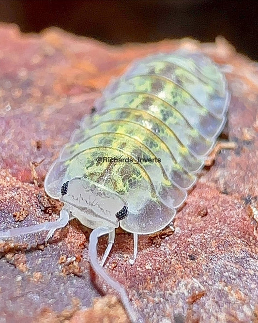 Camouflage Isopod, (Troglodillo sp. "Camouflage") - Richard’s Inverts