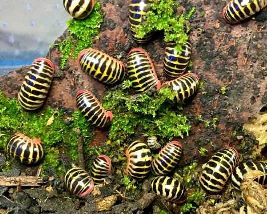 Candy Ball Millipede, (Rhopalomeris carnifex)