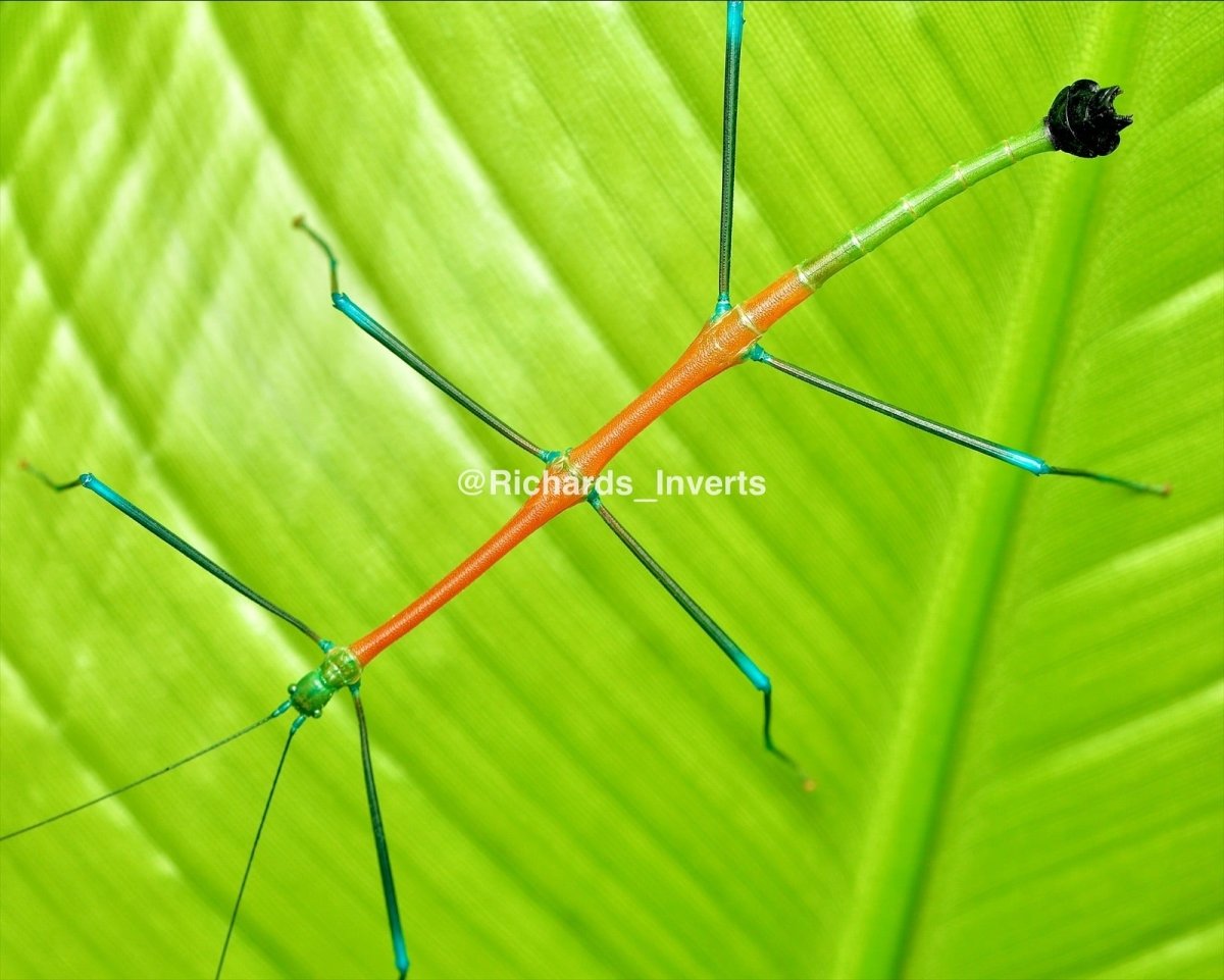 Candy Stick Insect, (Periphetes graniferum) - Richard’s Inverts