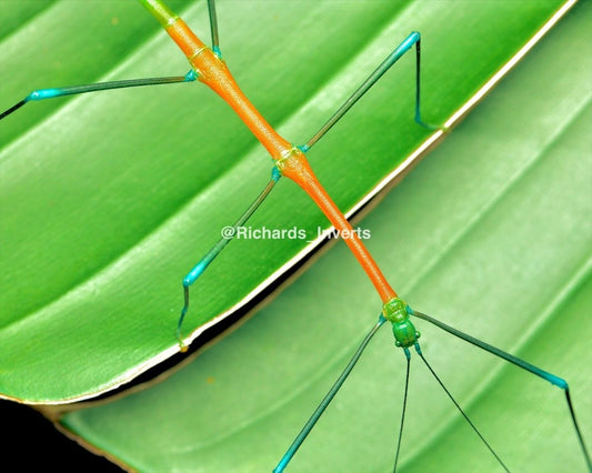 Candy Stick Insect, (Periphetes graniferum) - Richard’s Inverts