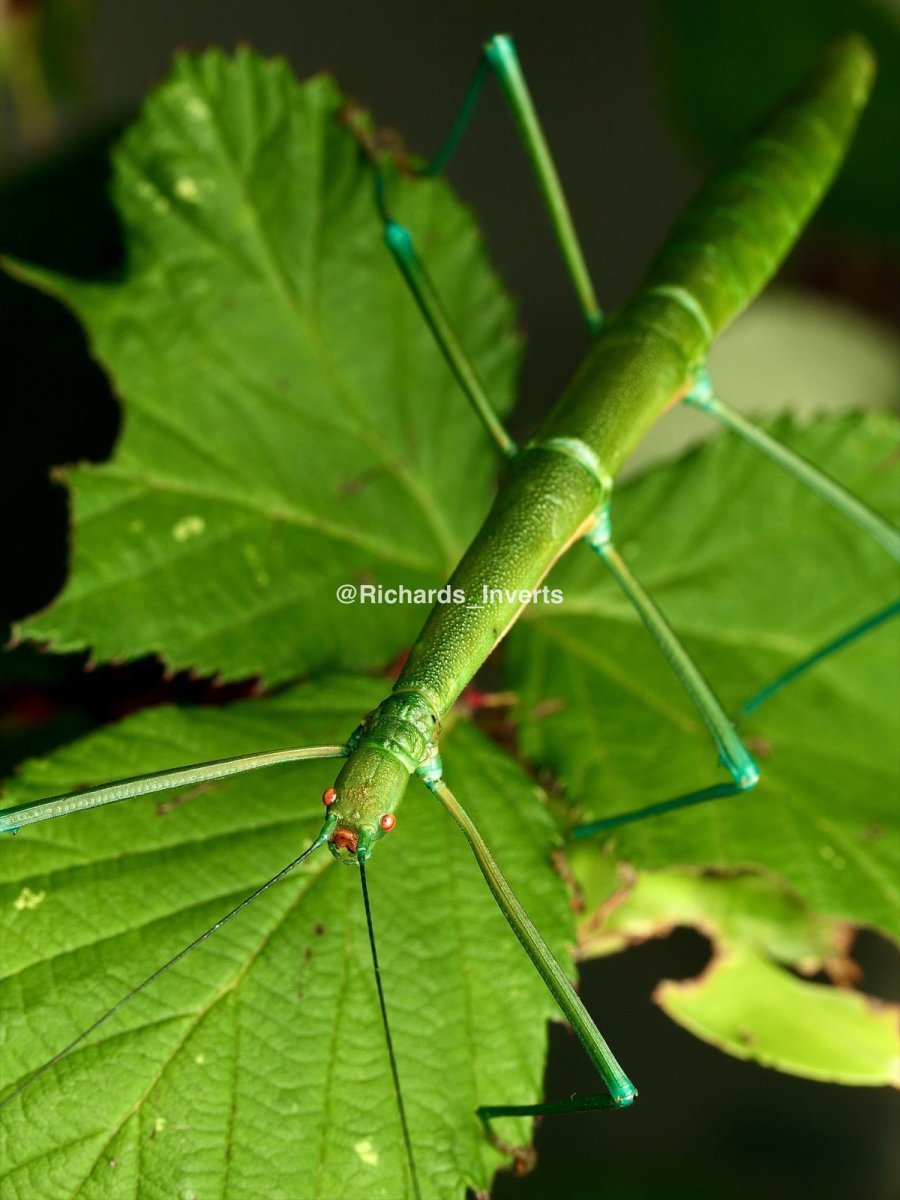 Candy Stick Insect, (Periphetes graniferum) - Richard’s Inverts