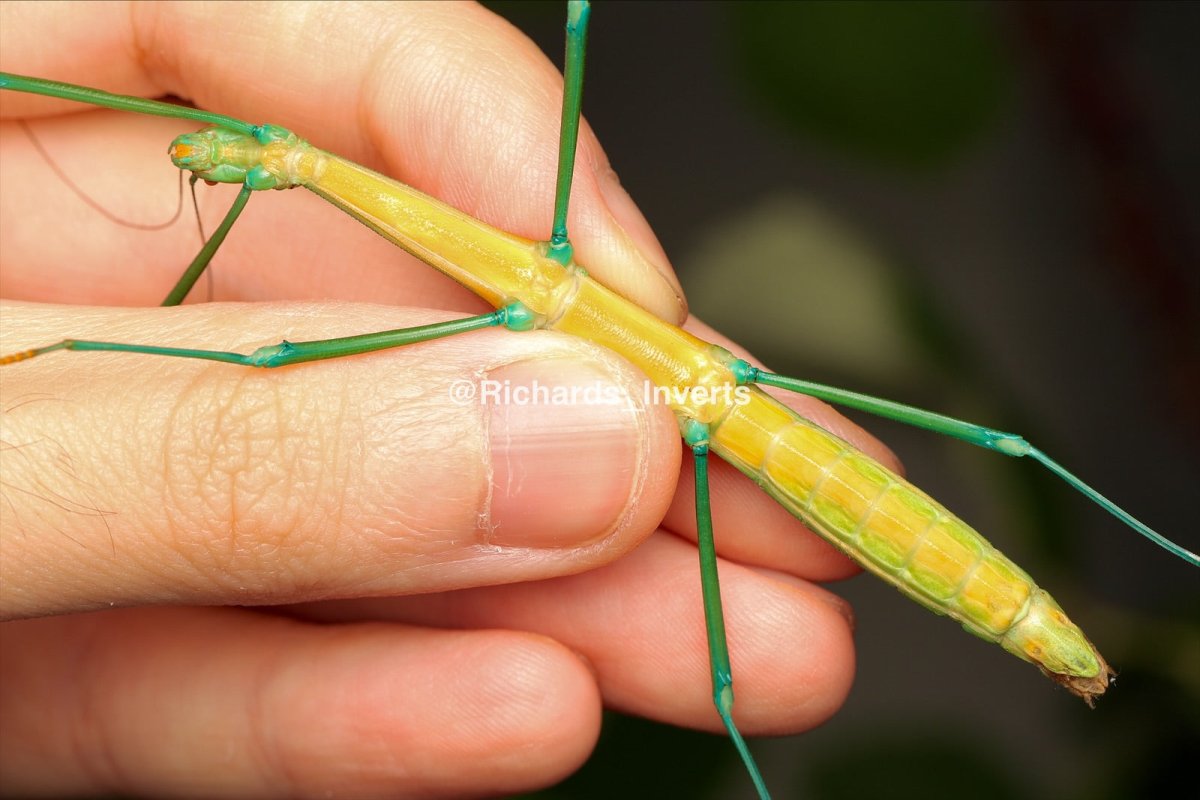 Candy Stick Insect, (Periphetes graniferum) - Richard’s Inverts