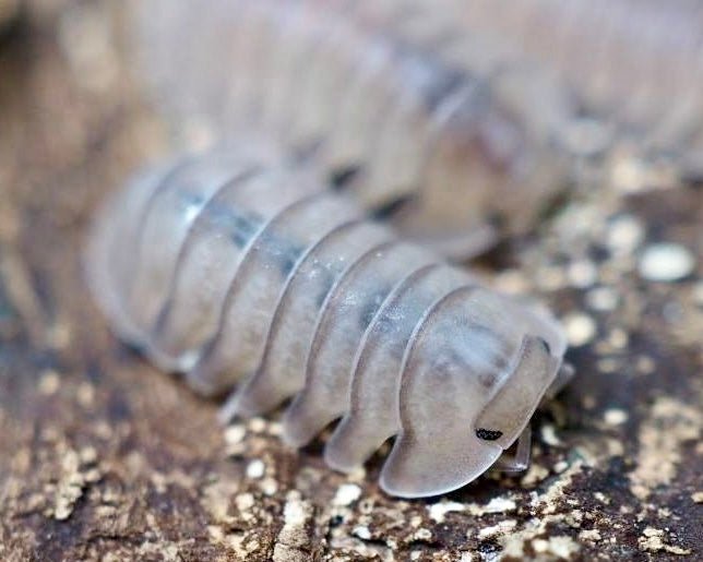 Caramel Cream Isopod, (Cubaris sp. "Caramel Cream") - Richard’s Inverts