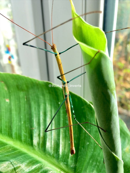 Cat Tien Stick Insect, (Marmessoidea sp. "Cat Tien") - Richard’s Inverts