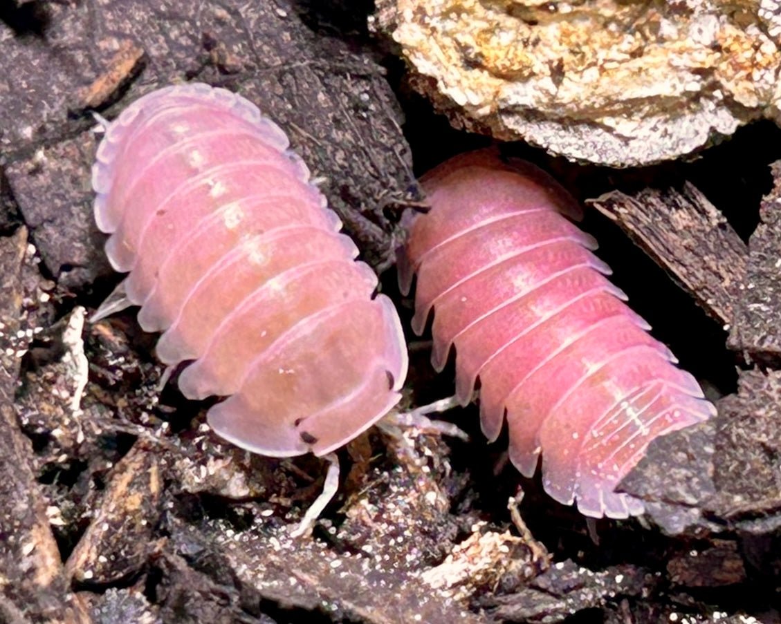 Cherry Blossom Isopod, (Cubaris sp. "Cherry Blossom") - Richard’s Inverts