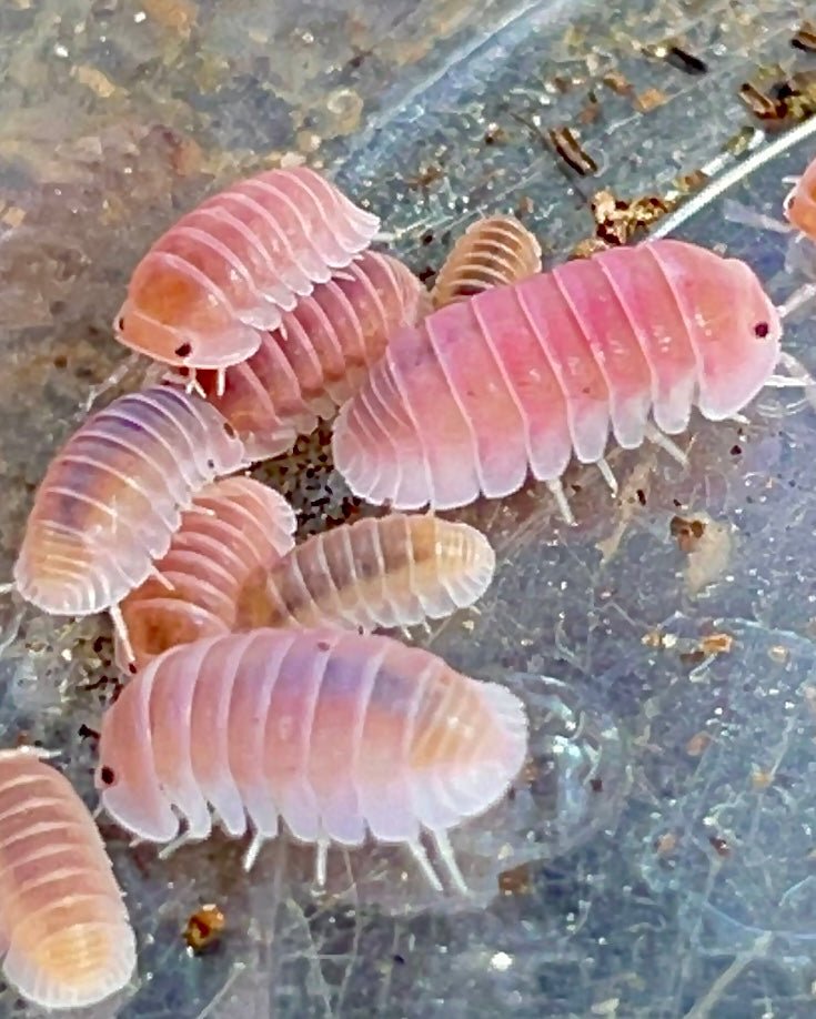 Cherry Blossom Isopod, (Cubaris sp. "Cherry Blossom") - Richard’s Inverts