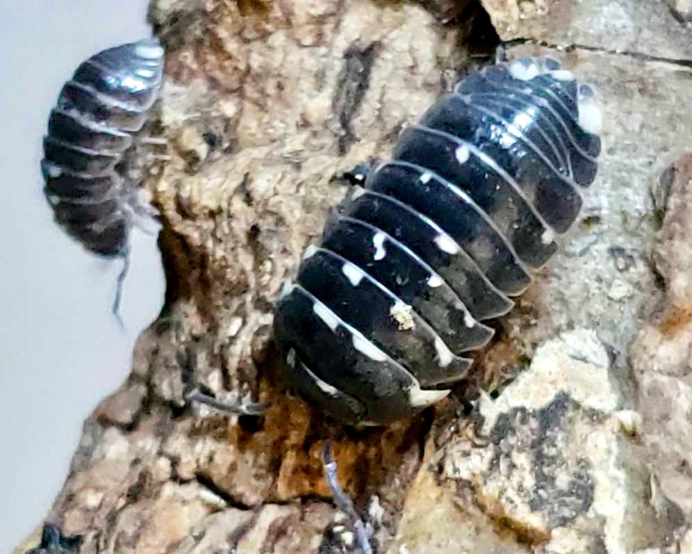 Corcyraeum Isopod, (Armadillidium corcyraeum) - Richard’s Inverts