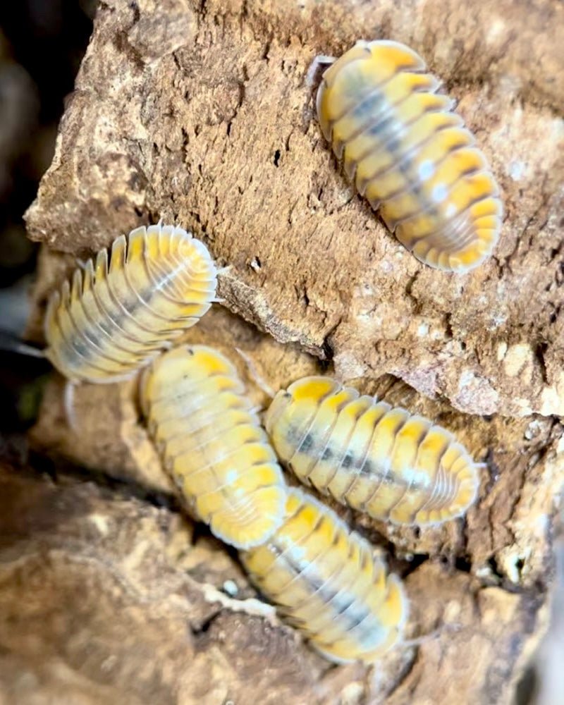 Cream Chiffon Isopod, (Cubaris sp. "Cream Chiffon") - Richard’s Inverts