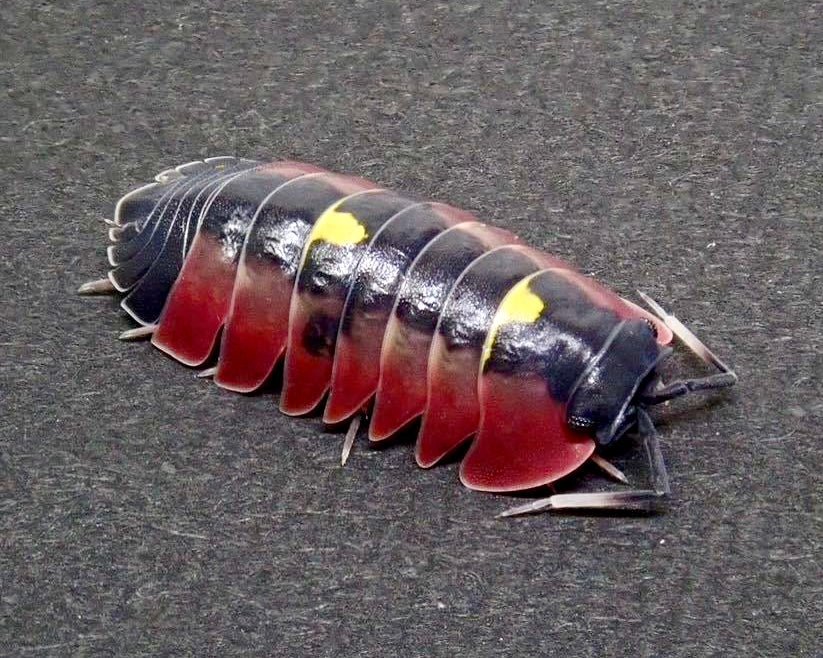 Crimson Diablo Isopod, (Merulanella sp. "Crimson Diablo") - Richard’s Inverts