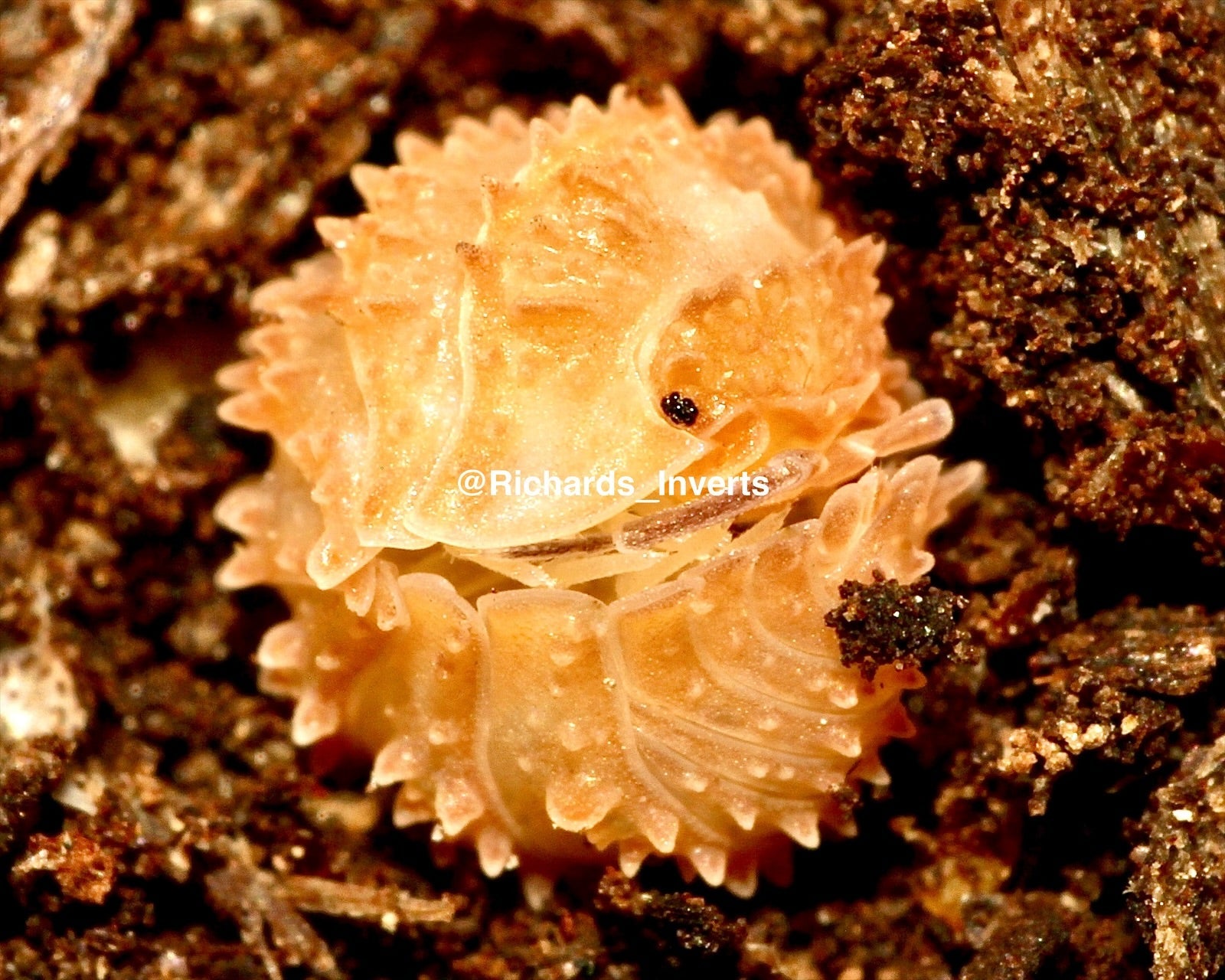 Crystal Pineapple Isopod, (Cristarmadillidium muricatum) - Richard’s Inverts