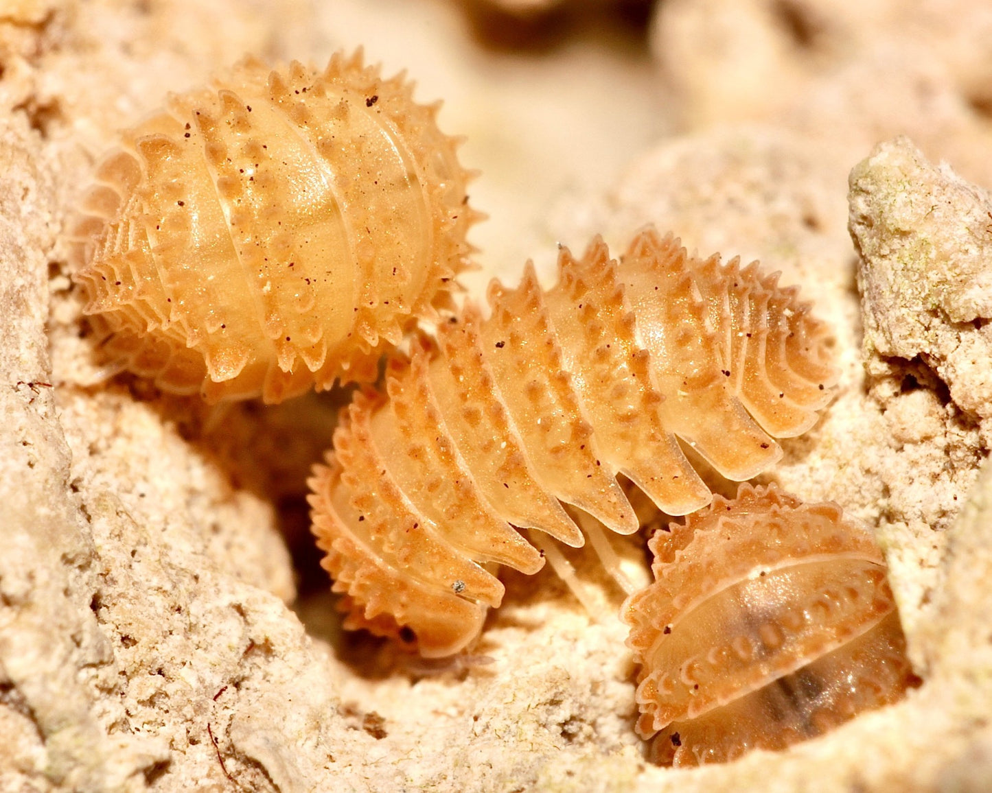 Crystal Pineapple Isopod, (Cristarmadillidium muricatum) - Richard’s Inverts