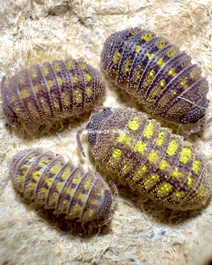 Crystallised Isopod, (Armadillidium beieri) - Richard’s Inverts