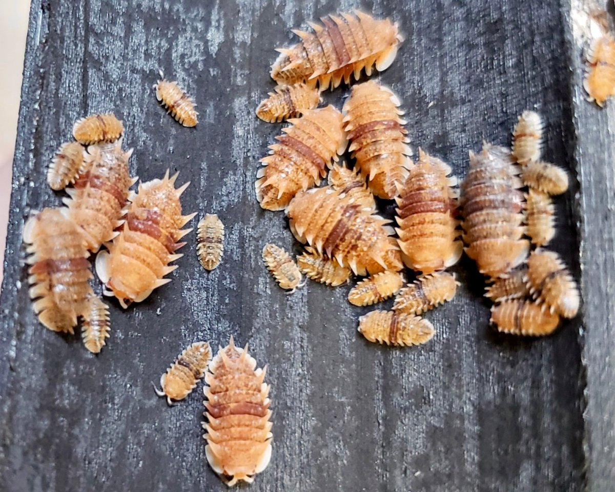 Cuban Spiky Isopod, (Pseudarmadillo spinosus) - Richard’s Inverts