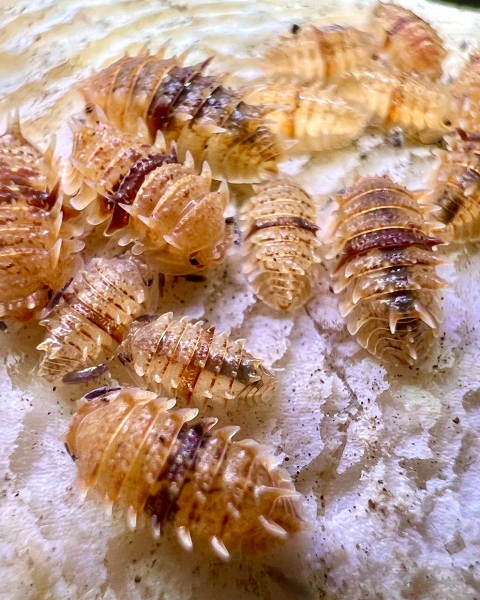 Cuban Spiky Isopods For Sale | Richard's Inverts