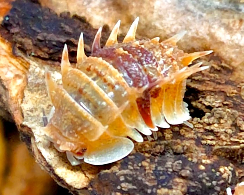 Cuban Spiky Isopod, (Pseudarmadillo spinosus) - Richard’s Inverts