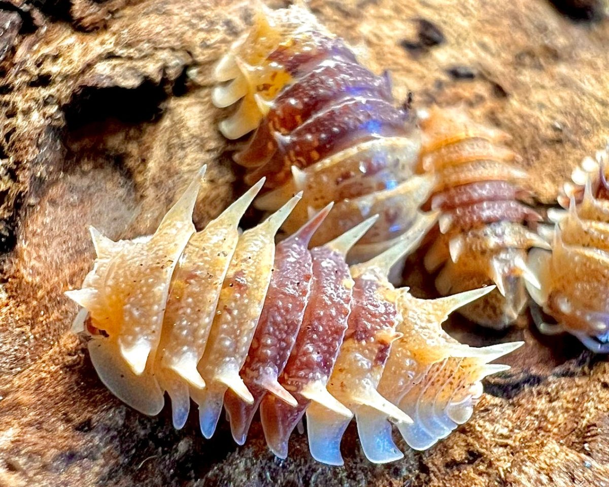 Cuban Spiky Isopod, (Pseudarmadillo spinosus) - Richard’s Inverts