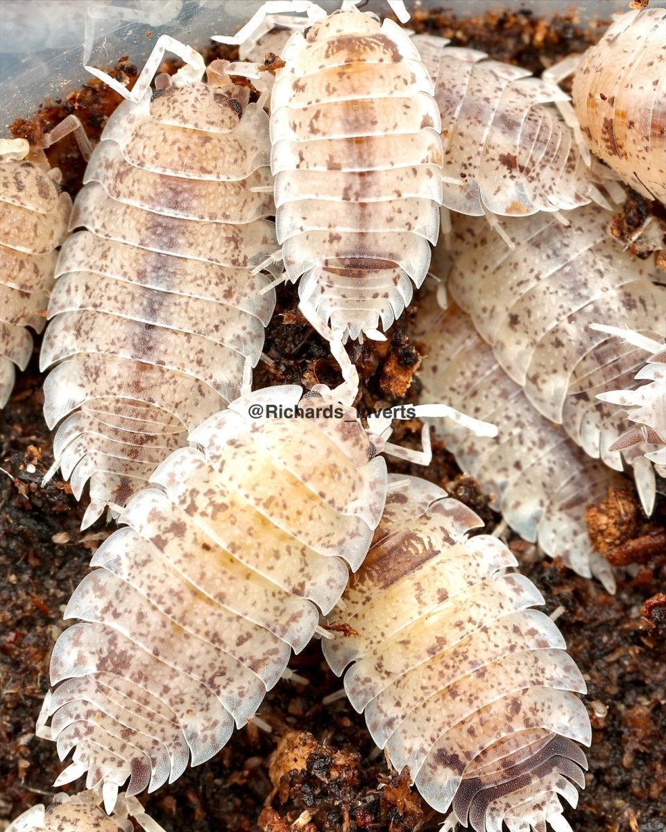 Dalmatian Isopod, (Porcellio scaber "Dalmatian") - Richard’s Inverts