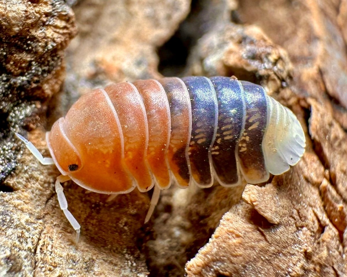 Daxin Tricolor Isopod, (Cubaris sp. "Daxin Tricolor") - Richard’s Inverts