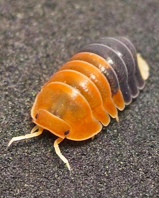 Daxin Tricolor Isopod, (Cubaris sp. "Daxin Tricolor") - Richard’s Inverts