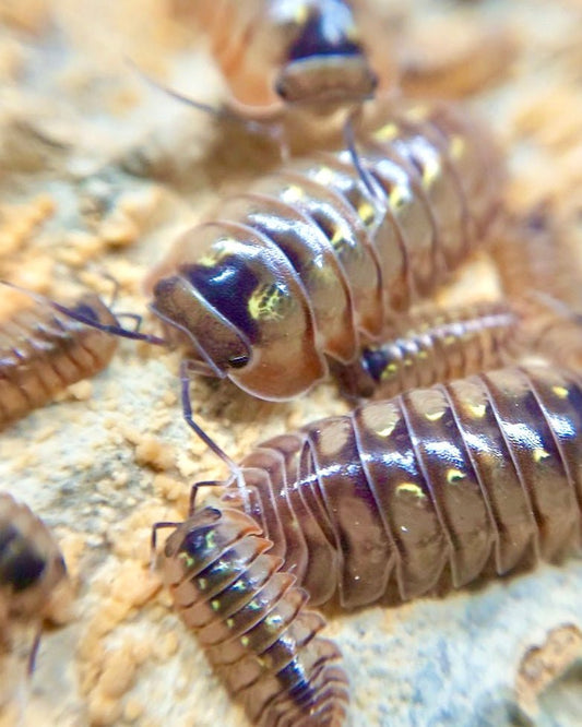 ⨂ Dream Isopod, (Cubaris sp. "Dream") - Richard’s Inverts