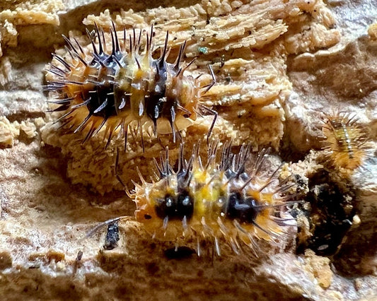 ⨂ Durian Spiky Isopod, (Laureola sp. "Durian Spiky" - Richard’s Inverts