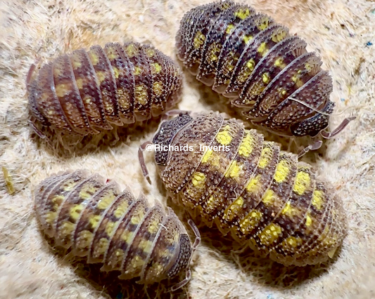 Crystallised Isopod, (Armadillidium beieri)