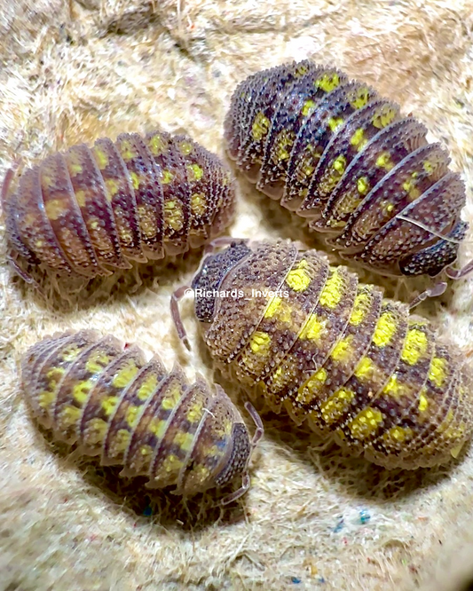 Crystallised Isopod, (Armadillidium beieri)