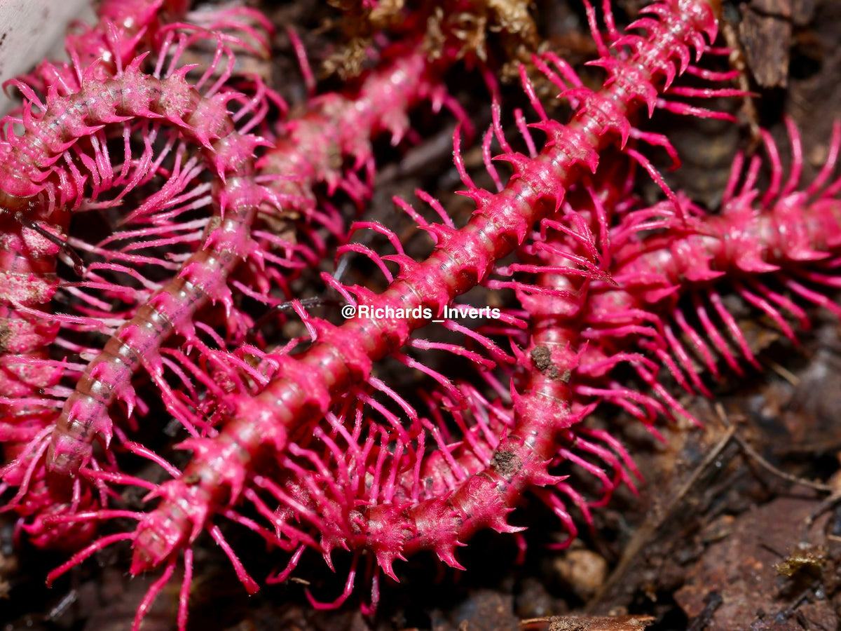 ⨂ Shocking Pink Dragon Millipede, (Desmoxytes purpurosea)