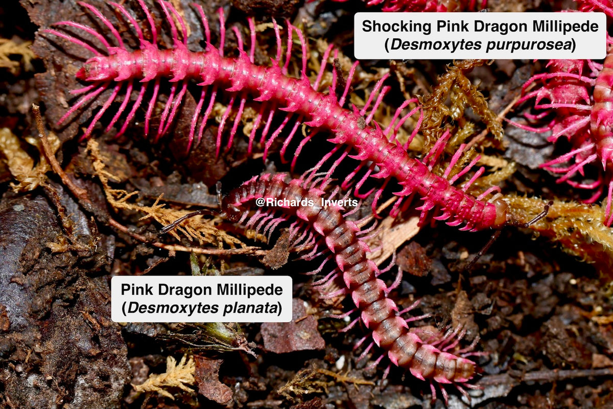 ⨂ Shocking Pink Dragon Millipede, (Desmoxytes purpurosea)