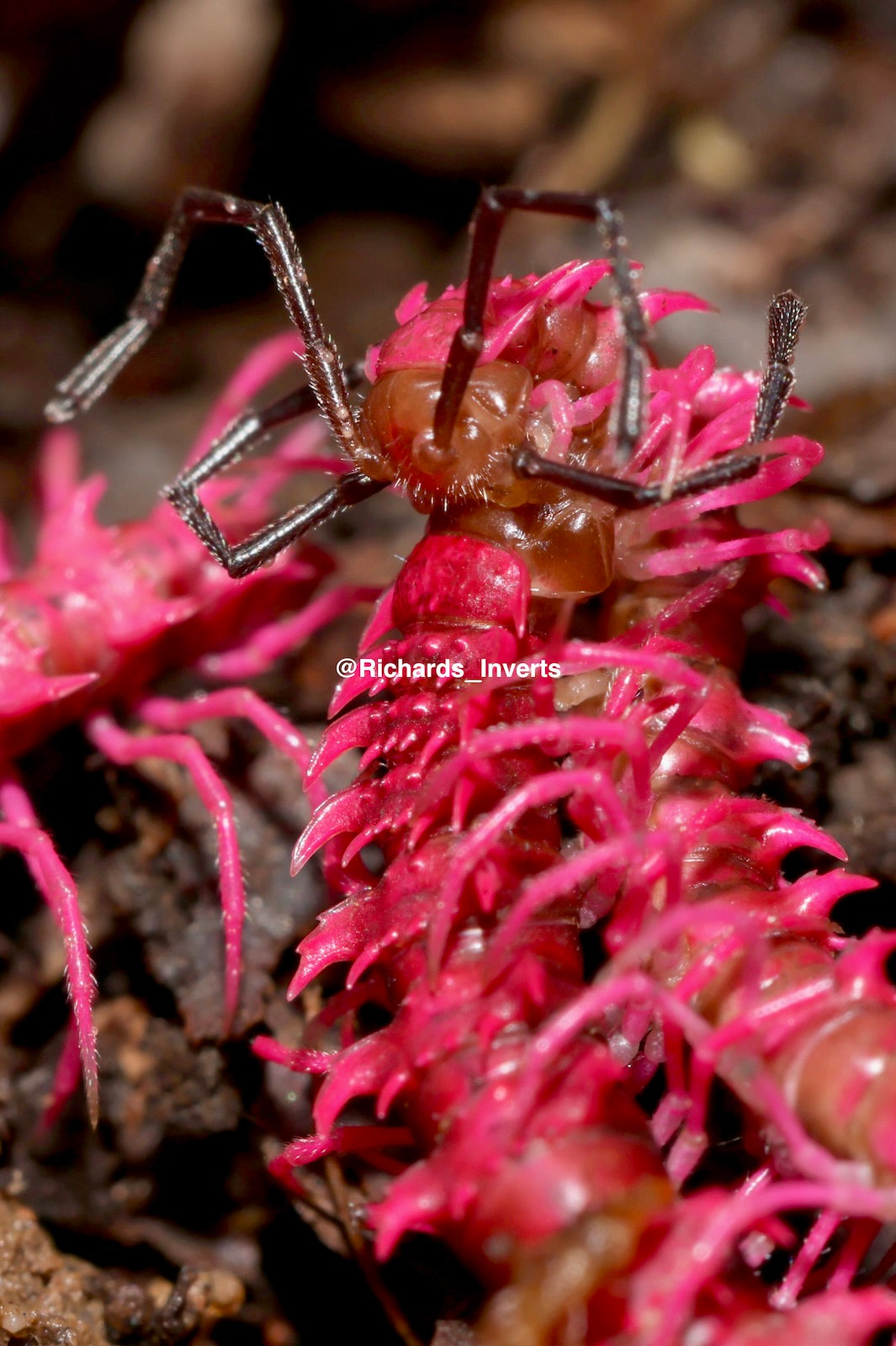 ⨂ Shocking Pink Dragon Millipede, (Desmoxytes purpurosea)