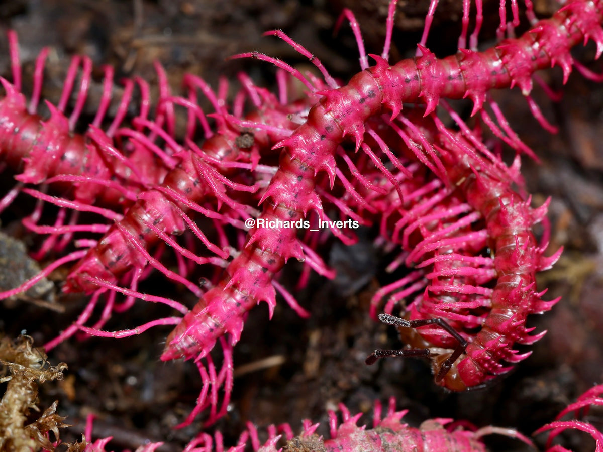 ⨂ Shocking Pink Dragon Millipede, (Desmoxytes purpurosea)