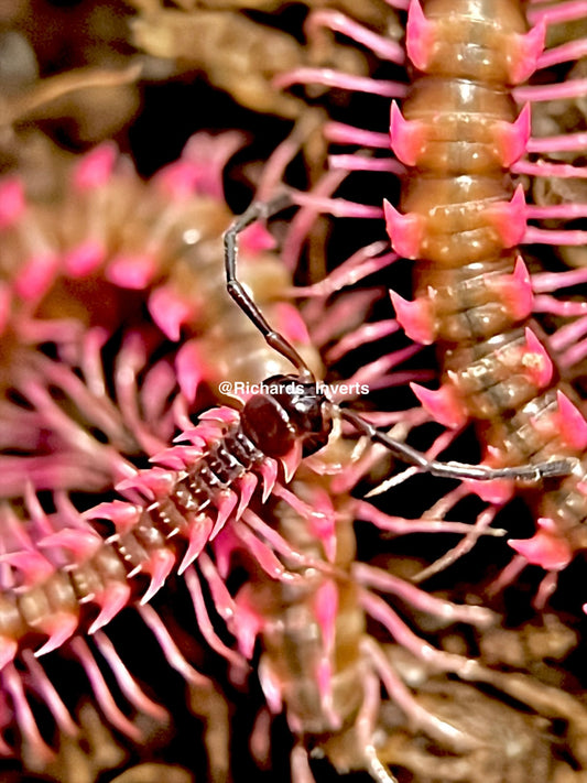 Pink Dragon Millipede, (Desmoxytes planata)