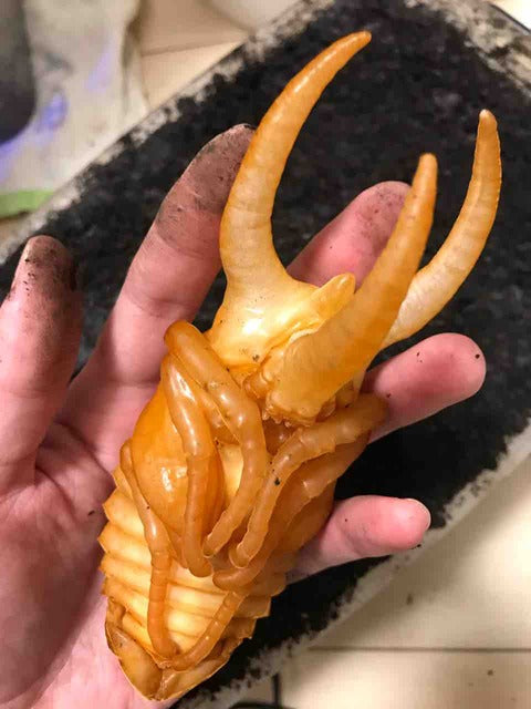 Richard's Inverts | Exotic Insect Shop UK