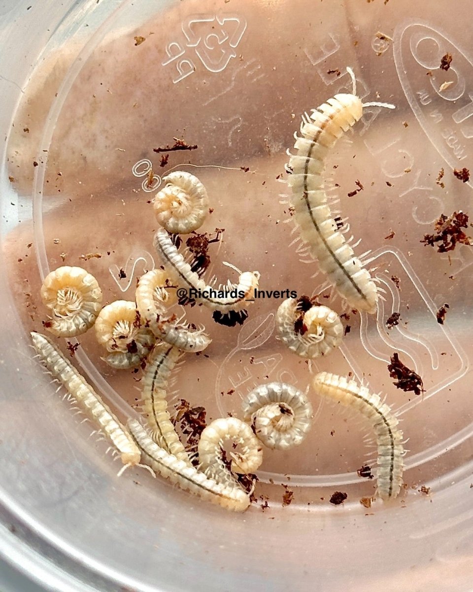 Flatback Millipede, (Coromus diaphorus) - Richard’s Inverts