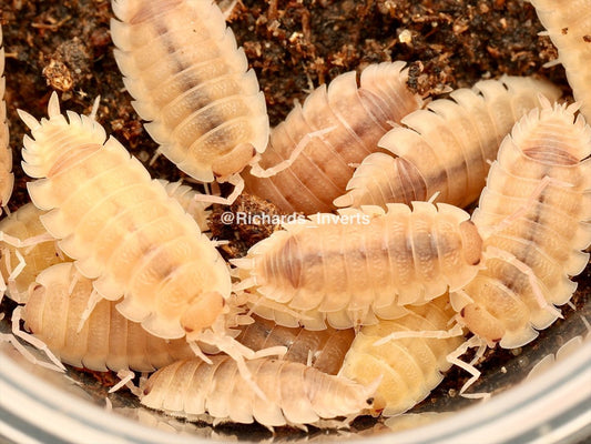 Ghost Isopod, (Porcellio scaber "Ghost") - Richard’s Inverts