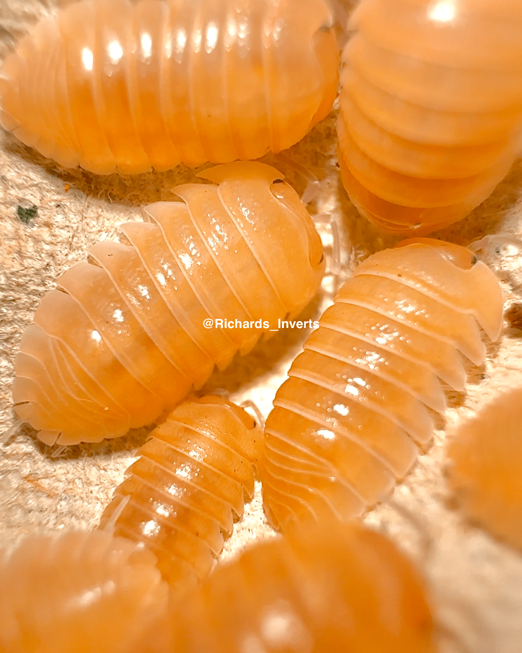 Giant Apricot Gummy Isopod, (Armadillidium sp. "Lefkada") - Richard’s Inverts