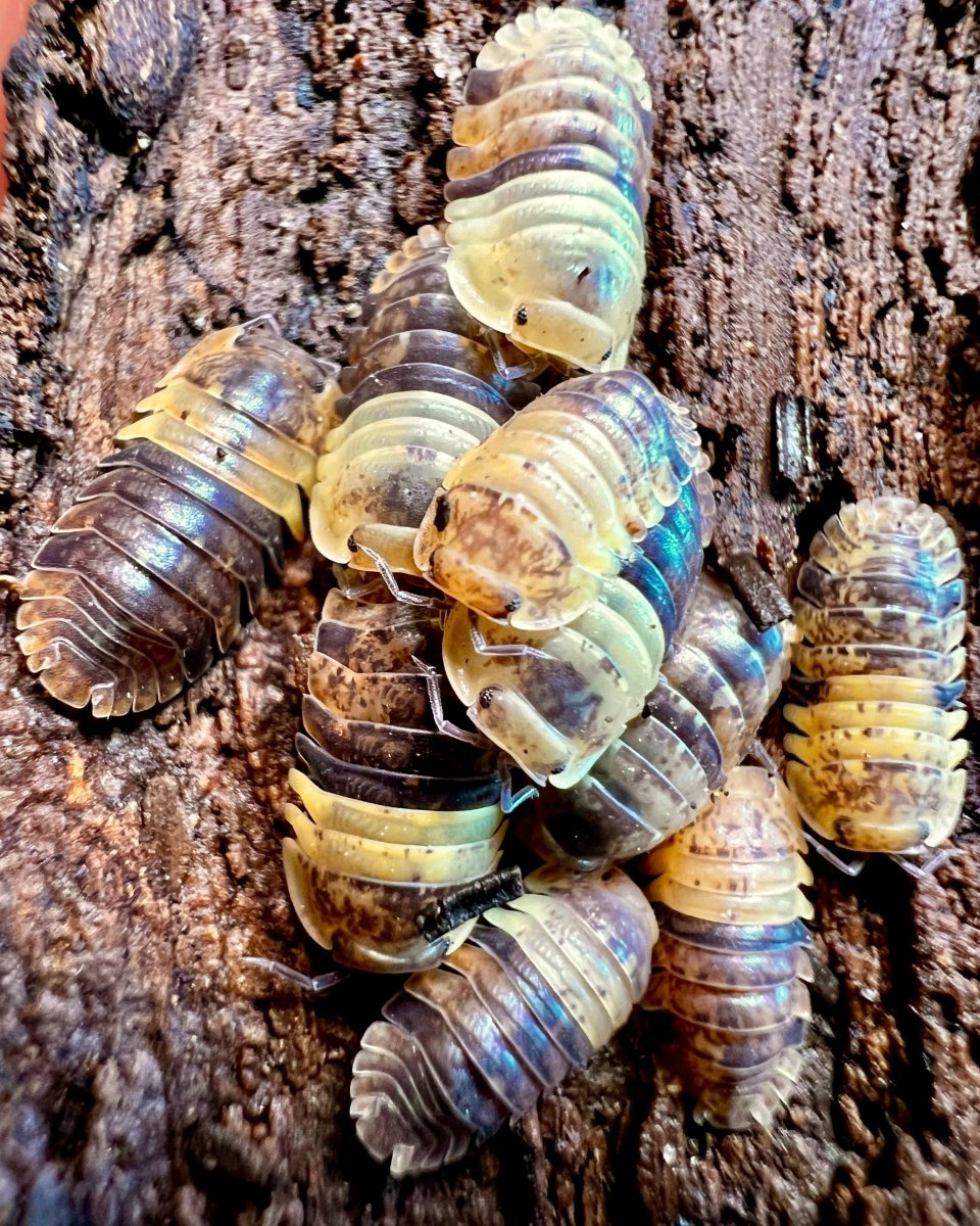 Giant Bumblebee Isopod, (Filippinodillo sp. "Giant Bumblebee") - Richard’s Inverts